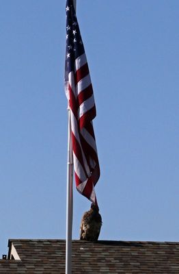 Bald Eagle 2023-04-23
