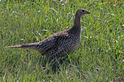 Ring-necked Pheasant 2023-04-23