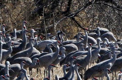 Common Crane 2023-03-19