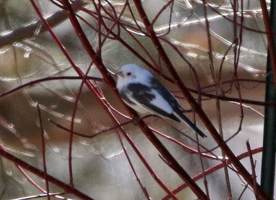 Dark-eyed Junco 2023-03-06