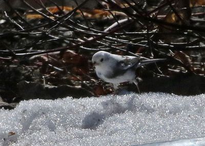 Dark-eyed Junco 2023-03-06