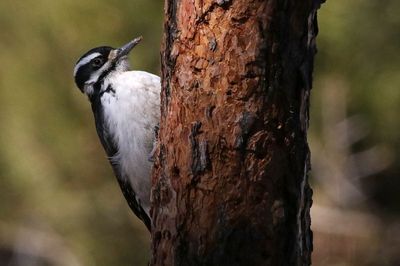 Hairy Woodpecker 2023-03-06
