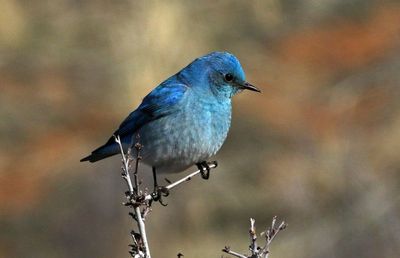 Mountain Bluebird 2023-03-29