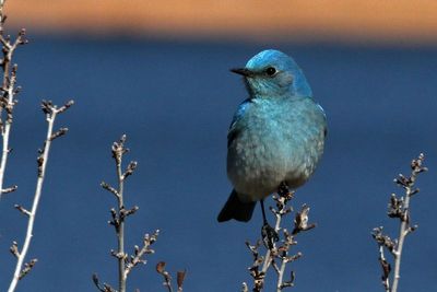 Mountain Bluebird 2023-03-29