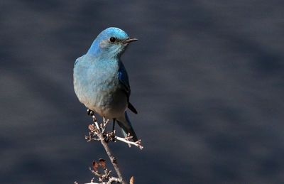 Mountain Bluebird 2023-03-29