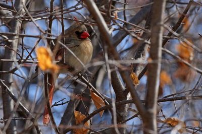 Northern Cardinal 2023-03-12
