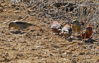 Red Crossbill 2023-03-06