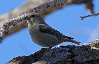Red Crossbill 2023-03-06