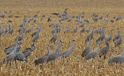 Sandhill Crane 2023-03-13