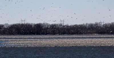 Snow Goose 2023-03-12