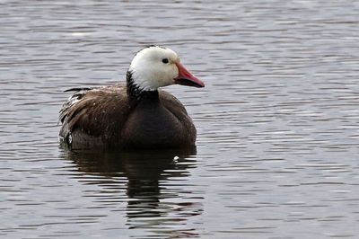 Snow Goose 2023-03-13