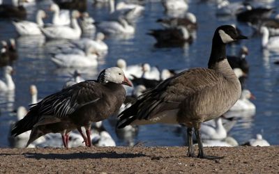 Snow Goose 2023-03-13