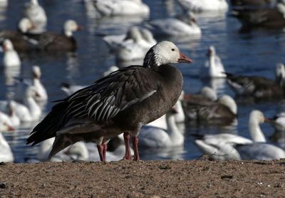 Snow Goose 2023-03-13
