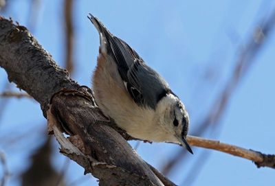 White-breasted Nuthatch 2023-03-12