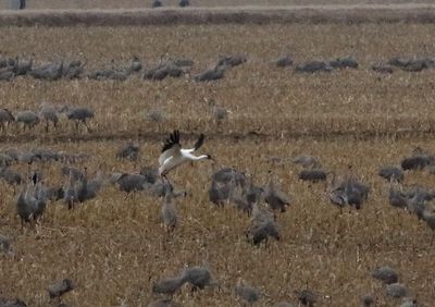 Whooping Crane 2023-03-13