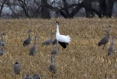 Whooping Crane 2023-03-13
