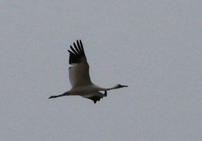 Whooping Crane 2023-03-13