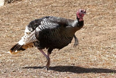 Wild Turkey 2023-03-06