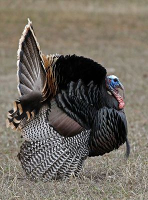 Wild Turkey 2023-03-20