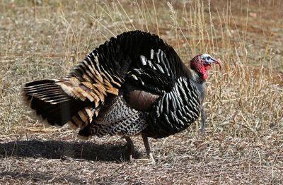 Wild Turkey 2023-03-29