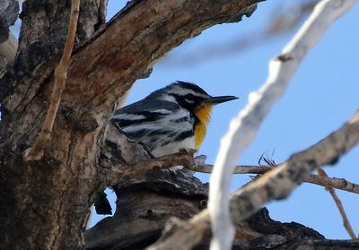 Yellow-throated Warbler 2023-03-05