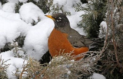 American Robin 2023-02-15