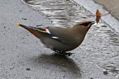 Bohemian Waxwing 2023-02-06