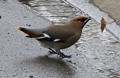 Bohemian Waxwing 2023-02-06