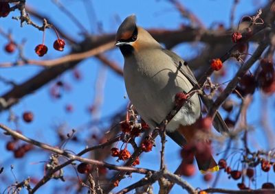 Bohemian Waxwing 2023-02-07