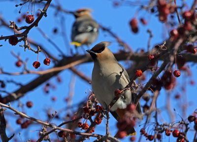 Bohemian Waxwing 2023-02-07