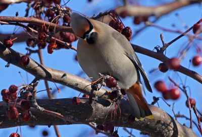 Bohemian Waxwing 2023-02-07