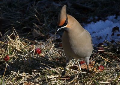 Bohemian Waxwing 2023-02-07