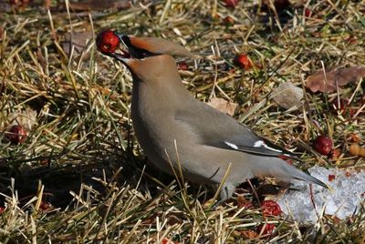 Bohemian Waxwing 2023-02-07