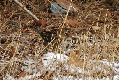 Harris's Sparrow 2023-02-15