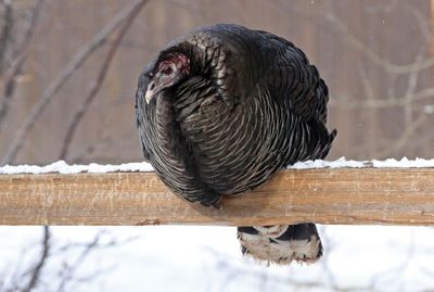 Wild Turkey 2023-02-15