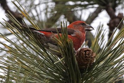 Red Crossbill 2023-01-15