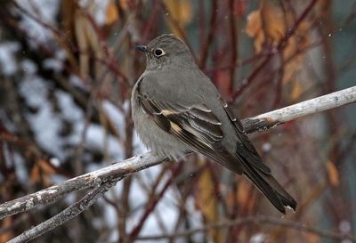 Townsend's Solitaire 2023-01-29