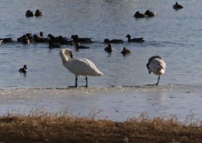 Trumpeter Swan and Tundra Swan 2023-01-17