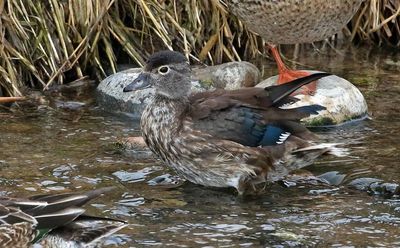 Wood Duck 2023-01-06
