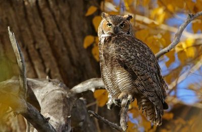 Great Horned Owl 2022-10-22