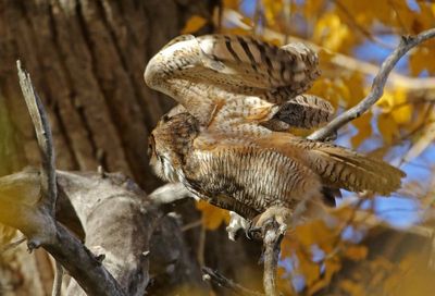 Great Horned Owl 2022-10-22
