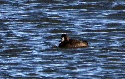 Greater Scaup 2022-12-19