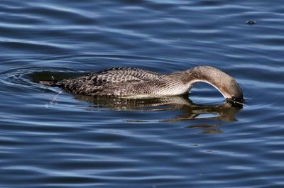 Pacific Loon 2022-10-31