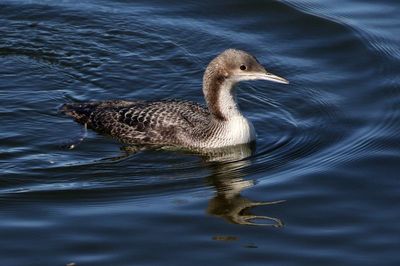 Pacific Loon 2022-10-31