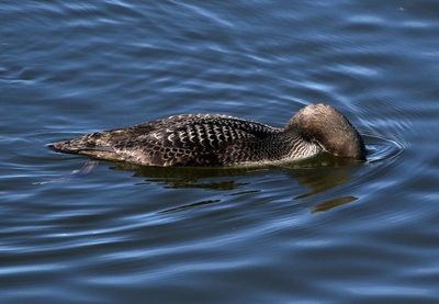 Pacific Loon 2022-10-31