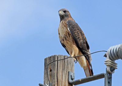 Red-tailed Hawk 2022-10-24