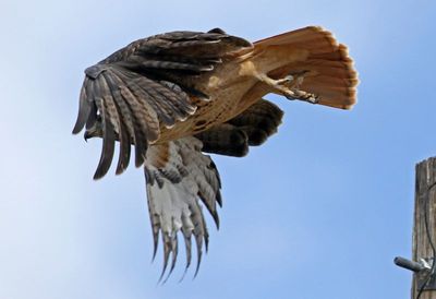 Red-tailed Hawk 2022-10-24