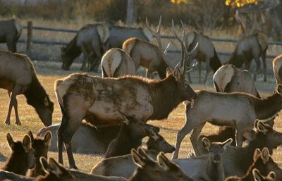 Elk 2022-11-02