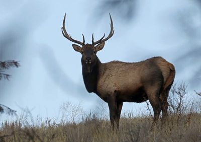 Elk 2022-11-25