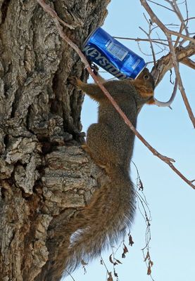 Fox Squirrel 2022-11-26